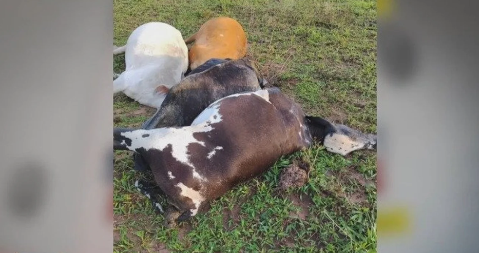 Raios matam cinco bois durante chuvas em São Joaquim do Monte