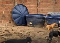 Justiça dá prazo e impõe multa de até R$150 mil em caso dos animais de Dona Lila